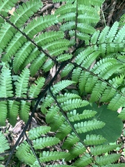 Diplazium laxifrons
