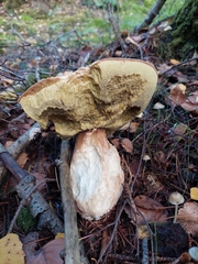 Boletus edulis