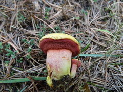 Chalciporus amarellus