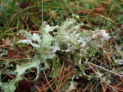 Cetraria islandica
