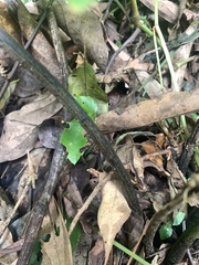 Diplazium laxifrons