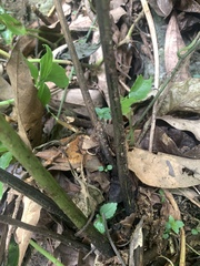 Diplazium laxifrons