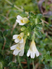 Euphrasia transmorrisonensis