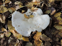 Infundibulicybe geotropa