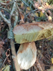 Boletus edulis