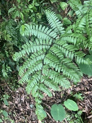 Diplazium laxifrons