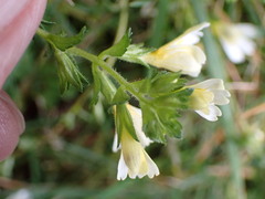 Euphrasia transmorrisonensis