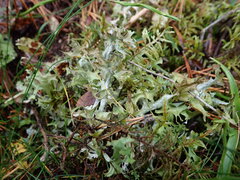 Cetraria islandica