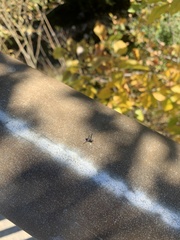 Callopistromyia strigula