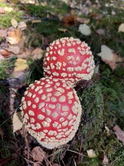 Amanita muscaria