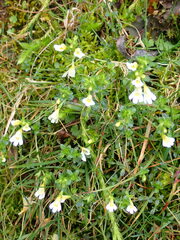 Euphrasia transmorrisonensis