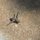 Callopistromyia strigula