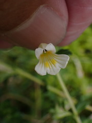 Euphrasia transmorrisonensis