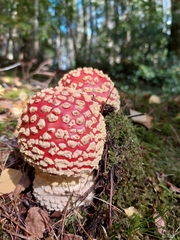 Amanita muscaria