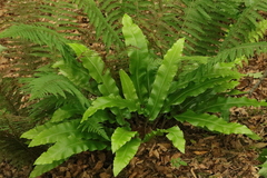 Asplenium scolopendrium scolopendrium