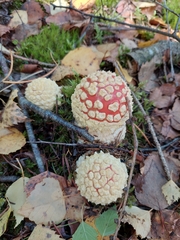 Amanita muscaria