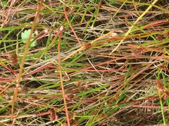 Juncus bulbosus