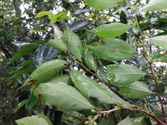 Glochidion rubrum