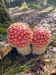 Amanita muscaria