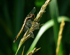 Libellula cyanea