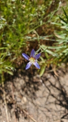Eriastrum sapphirinum