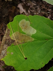 Cameraria hamameliella