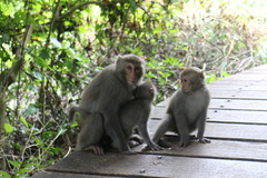 Macaca cyclopis