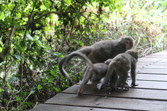 Macaca cyclopis