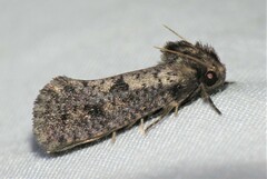 Acrolophus popeanella