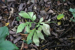 Amorphophallus hirtus