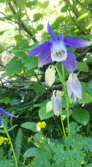 Aquilegia alpina