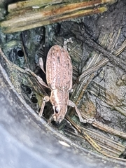 Sitona lineatus