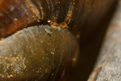 Tomocerinae