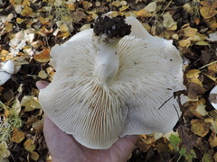 Infundibulicybe geotropa