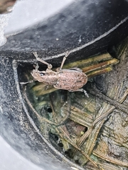 Sitona lineatus