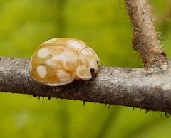 Calvia decemguttata