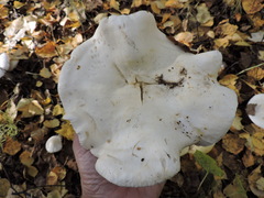Infundibulicybe geotropa
