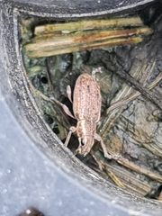 Sitona lineatus
