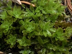 Encalypta streptocarpa