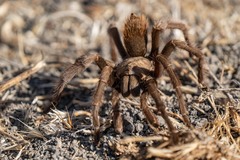 Aphonopelma iodius