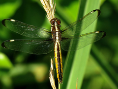 Libellula cyanea
