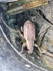 Sitona lineatus