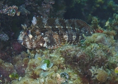 Parablennius gattorugine