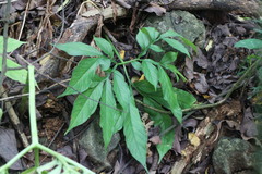 Amorphophallus hirtus