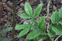 Amorphophallus hirtus