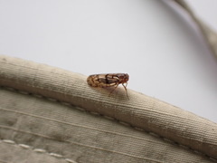 Cixiidae