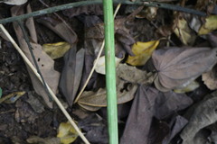Amorphophallus hirtus