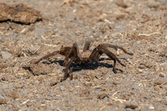 Aphonopelma iodius