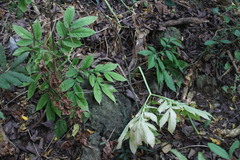 Amorphophallus hirtus