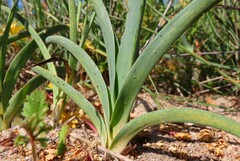 Chlorophytum